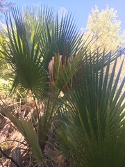 Washingtonia filifera