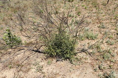 Olea europaea cuspidata