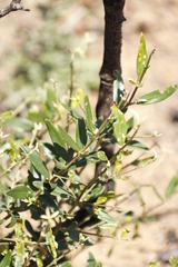 Olea europaea cuspidata