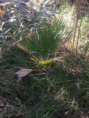 Washingtonia filifera