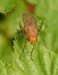 Sciomyzoidea
