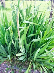 Gladiolus