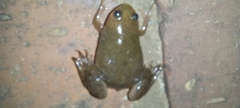 Xenopus laevis