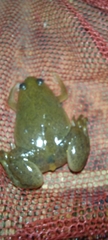 Xenopus laevis