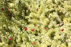 Asparagus rubicundus