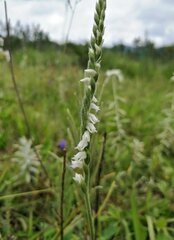 Spiranthes australis