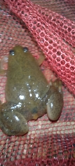 Xenopus laevis