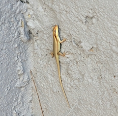 Trachylepis wahlbergii