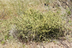 Asparagus rubicundus