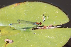 Pseudagrion massaicum