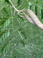 Erythrostemon mexicanus