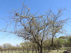 Vachellia caven