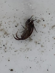 Amphipoda