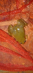 Xenopus laevis