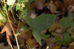 Persicaria arifolia