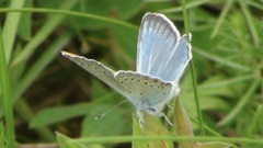 Polyommatus amandus