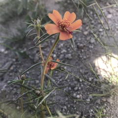 Portulaca suffrutescens