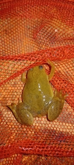 Xenopus laevis