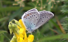 Polyommatus amandus