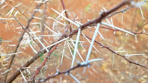Acacia tortilis subsp. spirocarpa image