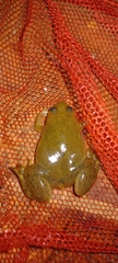 Xenopus laevis