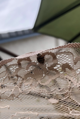 Harmonia axyridis