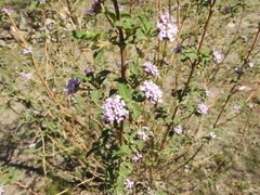 Lippia junelliana