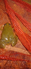 Xenopus laevis