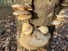Pleurotus populinus