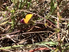 Aspalathus retroflexa