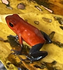 Oophaga pumilio