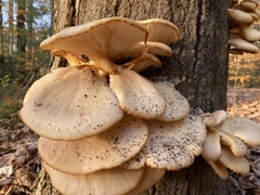Pleurotus populinus