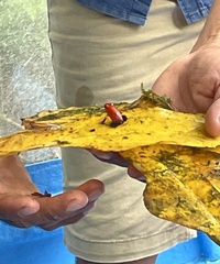 Oophaga pumilio