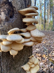 Pleurotus populinus