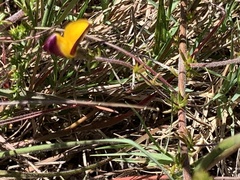 Aspalathus retroflexa