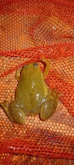 Xenopus laevis