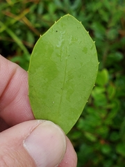 Ilex coriacea