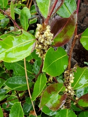Ilex coriacea