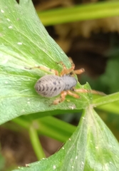 Trachelopachys