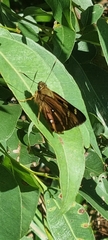 Trapezites symmomus