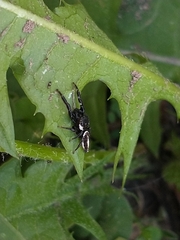 Dendryphantes mordax
