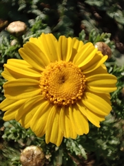 Glebionis coronaria