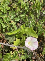 Calystegia macrostegia