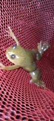 Xenopus laevis