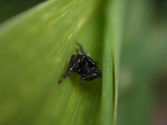 Dendryphantes mordax