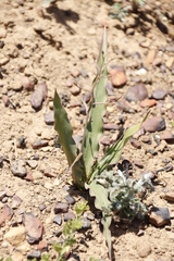 Cyanella hyacinthoides