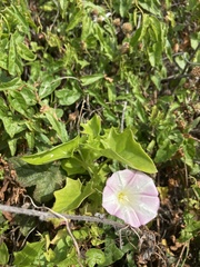 Calystegia macrostegia