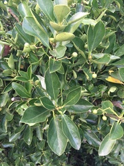 Euonymus japonicus
