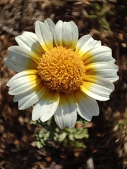 Glebionis coronaria