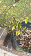 Vigna luteola